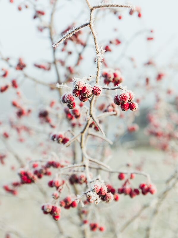 Jardin en hiver-1
