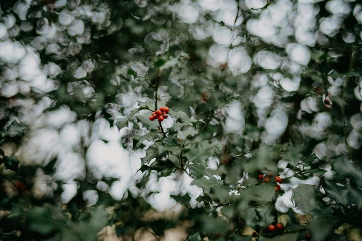 Jardin en hiver