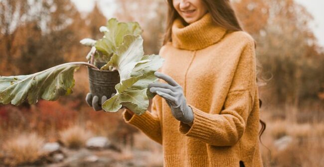 potager d’hiver